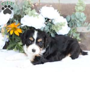 Bella, Cavapoo Puppy